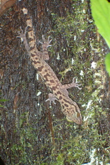 Cyrtodactylus