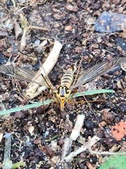 Nephrotoma flavipalpis