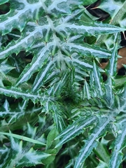 Galactites tomentosus