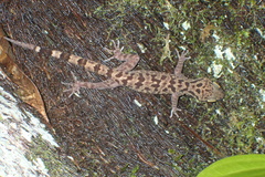 Cyrtodactylus