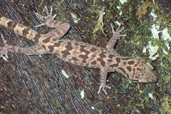 Cyrtodactylus