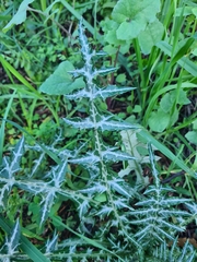 Galactites tomentosus