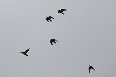 Columba livia domestica