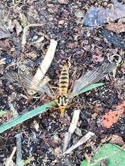 Nephrotoma flavipalpis
