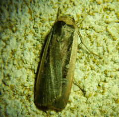 Ochropleura leucogaster