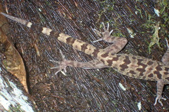 Cyrtodactylus