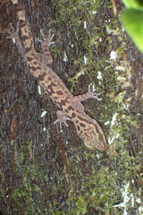 Cyrtodactylus