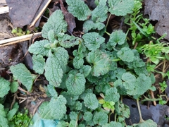 Lamium purpureum