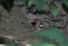 Ceratopipra mentalis