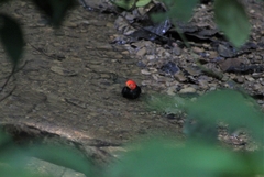 Ceratopipra mentalis