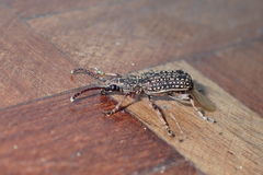 Anthribidae