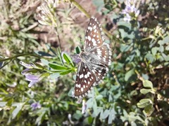 Burnsius orcynoides