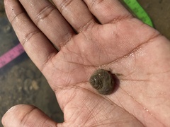 Euchelus asper