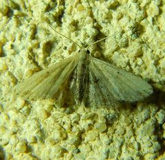Araeopteron ecphaea