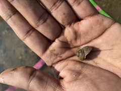 Euchelus asper