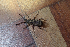 Anthribidae