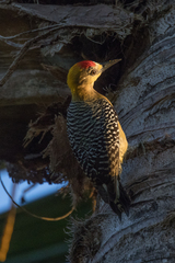Melanerpes hoffmannii