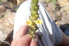 Alectra sessiliflora