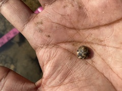 Trochus radiatus