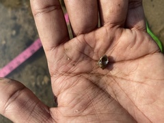 Trochus radiatus