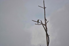 Pteroglossus viridis