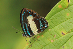 Hypochrysops