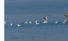 Larus armenicus