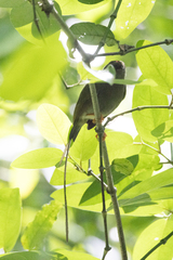 Chiroxiphia linearis