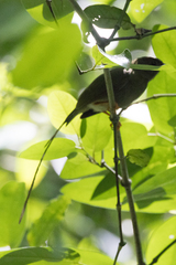 Chiroxiphia linearis