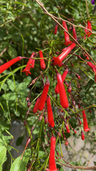 Russelia equisetiformis