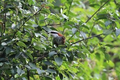 Pomatorhinus musicus