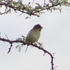 Sporopipes squamifrons