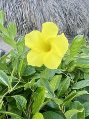 Pentalinon luteum