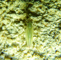 Trigonotylus
