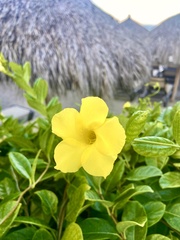 Pentalinon luteum