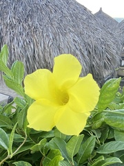 Pentalinon luteum