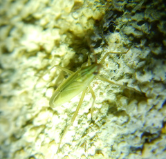 Trigonotylus