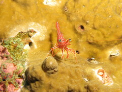 Rhynchocinetes durbanensis