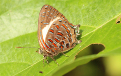 Hypochrysops polycletus