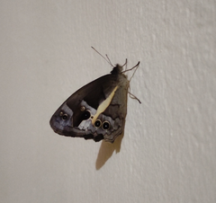 Posttaygetis penelea