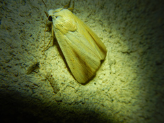 Pardoxia graellsii