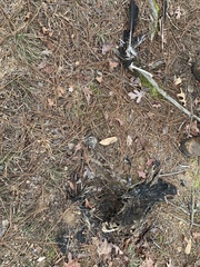 Coragyps atratus
