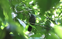 Thamnophilus bridgesi