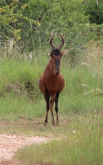 Alcelaphus buselaphus caama