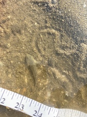 Bathygobius cotticeps