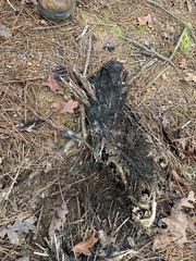 Coragyps atratus