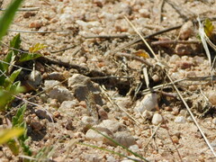 Zabuella tenellus