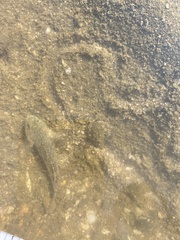 Bathygobius cotticeps