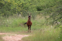 Alcelaphus buselaphus caama