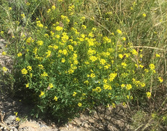 Sisymbrium loeselii